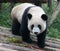 Cute giant panda bear