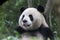 Cute Giant Panda in China