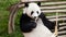 Cute giant panda enjoying bamboo