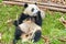 Cute giant panda holding bamboo and covering nose with paw