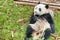 Cute giant panda resting and holding bamboo. Funny panda bear