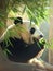 a cute giant panda sitting in a pile of bamboo