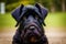 Cute Giant Schnauzer. Portrait of a beautiful Giant Schnauzer dog in the park. Generative AI