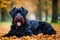 Cute Giant Schnauzer. Portrait of a beautiful Giant Schnauzer dog in the park. Generative AI