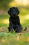 Cute giant schnauzer puppy