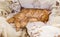 Cute ginger baby cat sleeping on white bed clothes