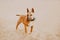 Cute ginger bull terrier in a black collar walks on a sandy beach. A walk in nature with a dog