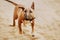 Cute ginger bull terrier puppy in a black collar runs along the sandy beach. A pet