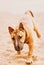 Cute ginger bull terrier puppy happily runs along the sandy beach on a summer day. Pet on a walk