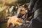 A cute ginger bull terrier puppy stands with its front paws on the old large roots of a pine tree. A pet and a walk in the woods