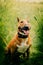 A cute ginger Bull Terrier sits amidst green wheat stalks in a summer day. The joyful dog and the rural scenery evoke themes of