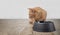 Cute ginger cat behind a emty food dish looking sideways.