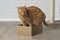 Cute ginger cat in cardboard box, looking sideways.