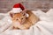 Cute ginger cat getting in the christmas mood - wearing a santa