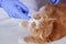 Cute ginger cat getting a pill from veterinarians hand on the table cat bites finger of vet