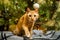 Cute ginger cat having fun under Christmas tree in evening on New Year's Eve. Holiday and pet concept. Shorthair red