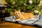 Cute ginger cat having fun under Christmas tree in evening on New Year's Eve. Holiday and pet concept. Shorthair red