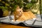 Cute ginger cat having fun under Christmas tree in evening on New Year's Eve. Holiday and pet concept. Shorthair red