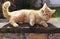 Cute ginger cat,lazily lying and basking in the sun on stone fence