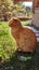 Cute ginger cat sits in profile on the path backlit by a bright yellow sunset in the spring garden.