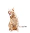 Cute ginger cat sitting and licking on a white background.