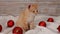 Cute ginger cat sitting among red christmas ball decorations