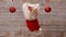 Cute ginger cat sitting in a santa hat hanging