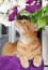 Cute Ginger Cat Sniffing a Flower