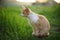 Cute ginger cat sniffs sitting in a spring garden