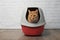 Cute ginger cat using a red, closed litter box.