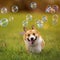 Cute ginger Corgi dog puppy runs across a green bright meadow on a Sunny summer day for soapy shiny bubbles