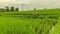 cute ginger dog wearing collar exploring tropical farmland with paddy rice field in summer paradise. Bali island