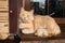 Cute ginger fluffy cat basking in the sun at the window of a house