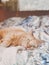 Cute ginger home cat laying on bed