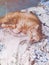 Cute ginger home cat sleeping on bed