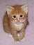 Cute ginger kitten