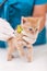 Cute ginger kitten being examined at the veterinary doctor with a stethoscope - close up