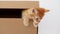 Cute Ginger Kitten in a Cardboard Box. Cat Hiding in Box.