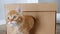 Cute Ginger Kitten in a Cardboard Box. Cat Hiding in Box.