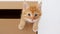 Cute Ginger Kitten in a Cardboard Box Isolated on a White Background. Curious Funny Striped Red Cat Hiding in Box.