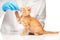 Cute ginger kitten getting a pill from veterinarians hand