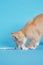 cute ginger kitten, insulin syringe on blue background, animal vaccination concept