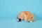 cute ginger kitten, insulin syringe and medicine in injection bottle on blue background, animal vaccination concept