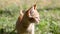 Cute ginger kitten licks its lips fresh milk from its face. Cat sits on the grass and looks around