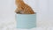 Cute Ginger Kitten in a Present Blue Box Happy Birthday Gift Surprise. Cat Hiding in Box.