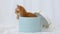 Cute Ginger Kitten in a Present Blue Box Happy Birthday Gift Surprise. Cat Hiding in Box. Kitten Jumps out of the Box