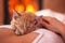 Cute ginger kitten relaxing - sleeping on woman chest in front o