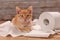 Cute ginger kitten resting on some unrolled toilet paper