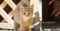 Cute ginger kitten sits near wooden arbor in the yard, cat walking outdoors, lovely pets