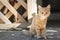 Cute ginger kitten sits near wooden arbor in the yard, cat walking outdoors, lovely pets